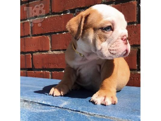 PoulaTo: Këlyshë Bulldog për Shitje
